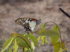 Graphium angolanus