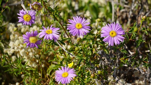Pembertonia observed 2026-09-12