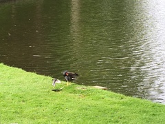 Gallinula chloropus