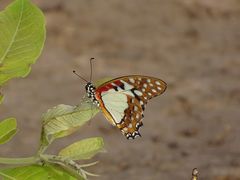 Graphium angolanus baronis