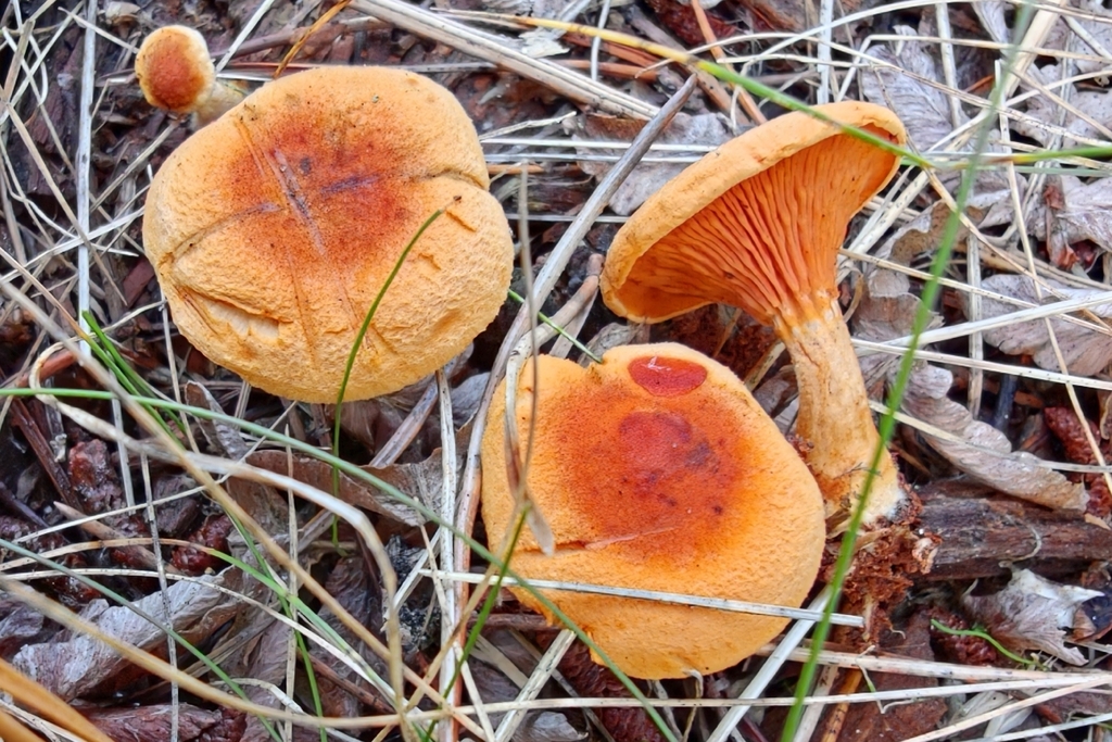 False Chanterelle · September 2026 · photo: Photo: no rights reserved · iNaturalist