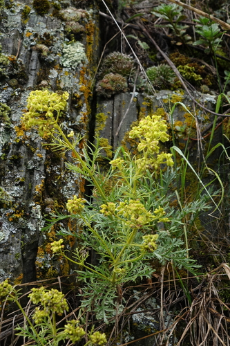 Patrinia intermedia, photograph 5
