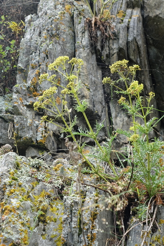 Patrinia intermedia, photograph 4