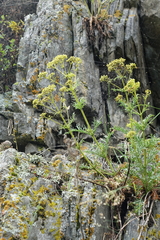 Patrinia intermedia, photograph (c) Oleg Kosterin, some rights reserved (CC BY)