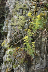 Patrinia intermedia