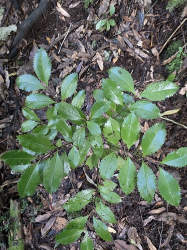 Laurelia novae-zelandiae, photograph 3