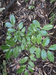 Laurelia novae-zelandiae, photograph author not stated, no rights reserved