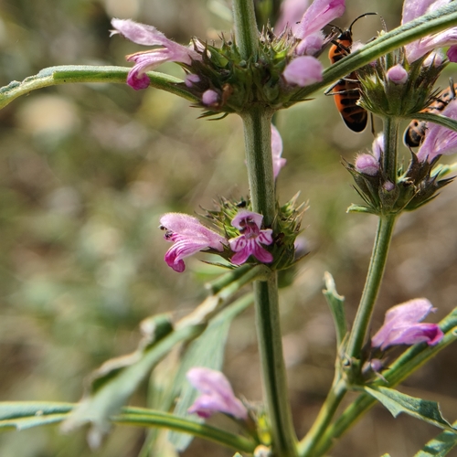 Chinese motherwort