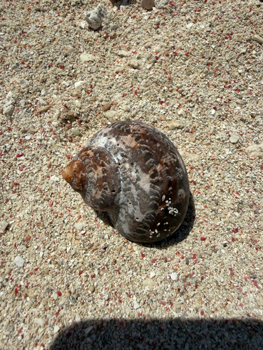 Turbo petholatus observed 2026-09-10