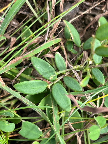 Synostemon bacciformis, 2026-09-11
