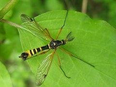 Ctenophora flaveolata