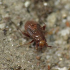 Spanagonicus albofasciatus