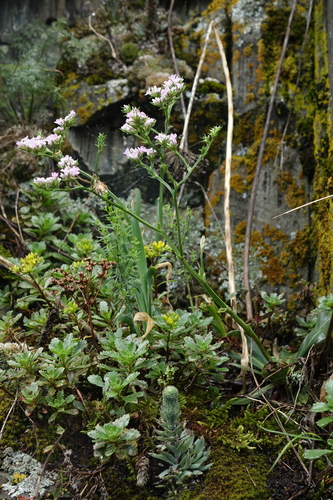 Goniolimon speciosum, photograph 6