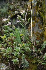 Goniolimon speciosum, photograph (c) Oleg Kosterin, some rights reserved (CC BY)