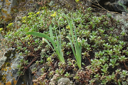 Allium nutans