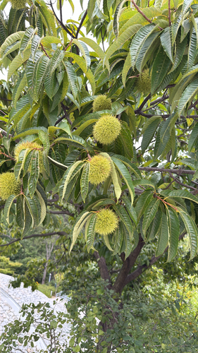 Japanese Chestnut
