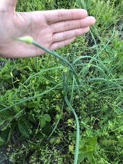 Allium macrostemon