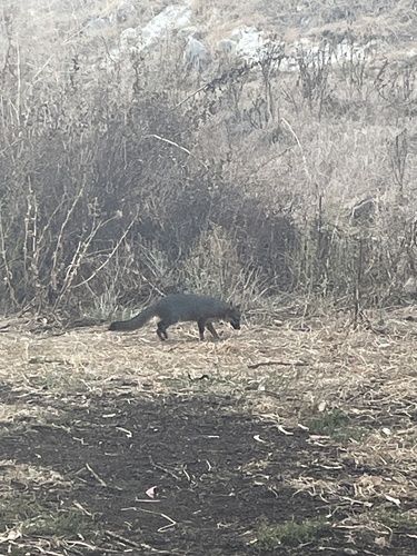 Island Fox observed by colleenkp