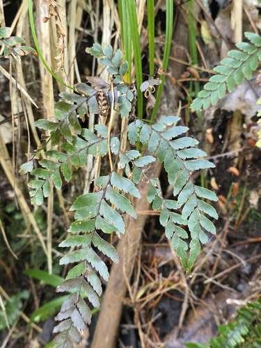 Adiantum fulvum observed 2026-09-12