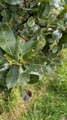Salix hookeriana, photograph 4