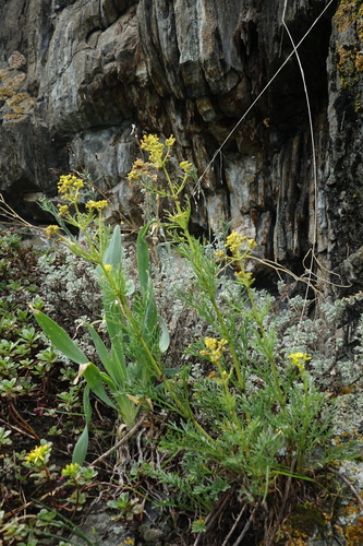 Patrinia intermedia, photograph 2