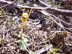 Pterostylis concinna