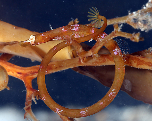 Prophet's pipefish (Lissocampus fatiloquus) — Syngnathidae — 3