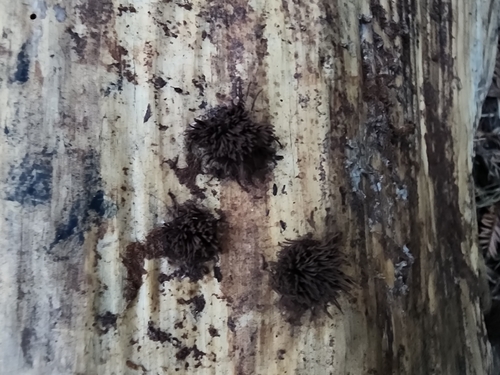 Stemonitis fusca observed 2026-09-11