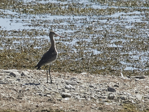 Black-tailed Godwit