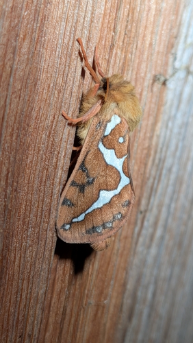 Mathew's Ghost Moth photo 4