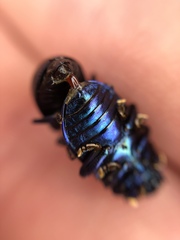 Chrysolinina