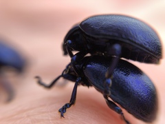 Chrysolinina