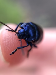 Chrysolinina