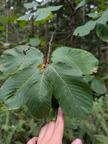 Cascara