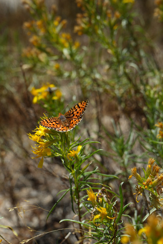 iNaturalist observation photo of Greater Fritillaries
