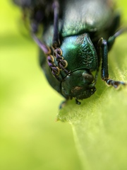 Chrysolinina