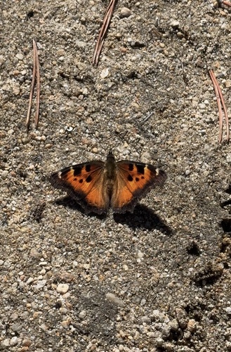 iNaturalist observation photo of California Tortoiseshell
