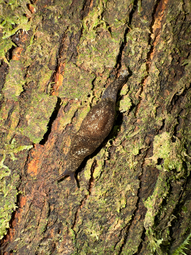 Cystopelta bassiana bassiana