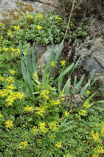 Allium nutans, photograph 1