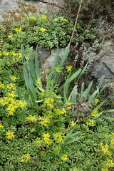 Allium nutans, photograph (c) Oleg Kosterin, some rights reserved (CC BY)