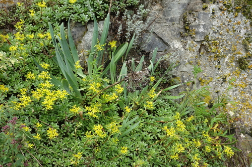 Allium nutans, photograph 2
