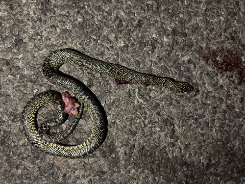 Speckled Kingsnake