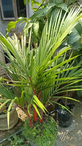 red sealing wax palm
