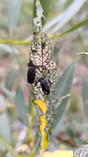 Willow Leaf Beetle (Chrysomela aeneicollis) photo 4
