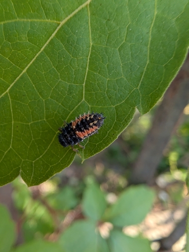 Asian Lady Beetle