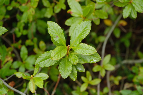 Rhododendron albiflorum, photograph 5