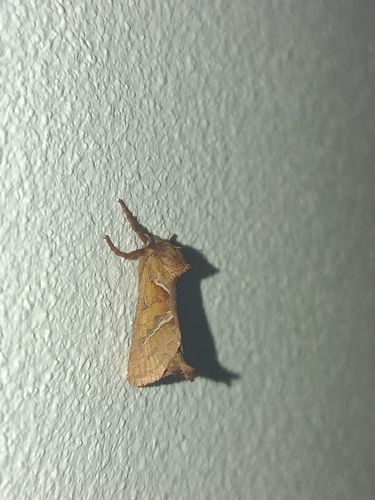 Orange Swift