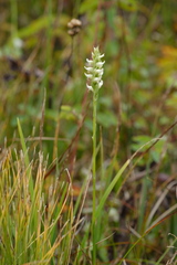Spiranthes romanzoffiana, photograph (c) Alexis Tinker-Tsavalas, some rights reserved (CC BY)