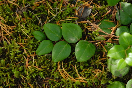 Gaultheria ovatifolia, photograph 2