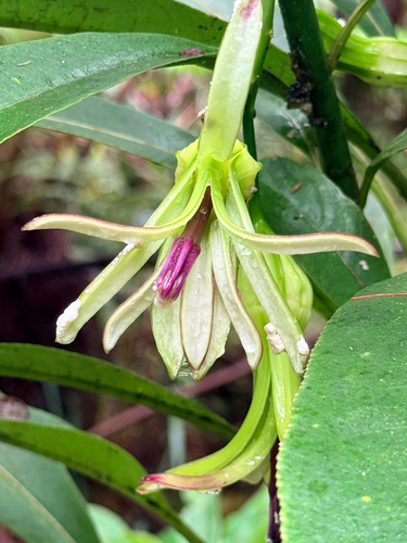 Clermontia hawaiiensis observed 2026-09-11
